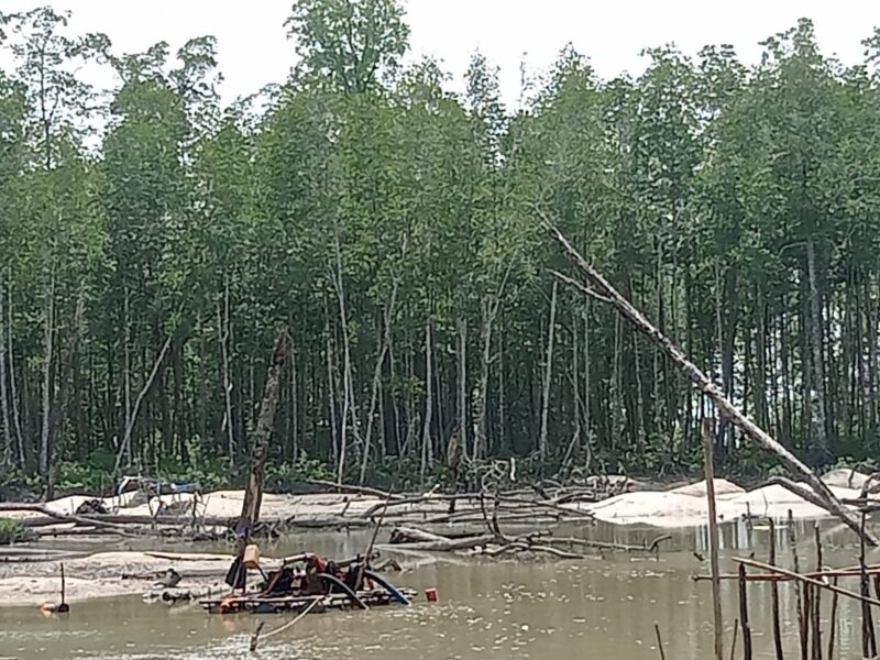 Foto: Meski Harga Timah Murah
Kawasan Mangrove Hutan lindung Belo Di Hajar Pemburu Timah