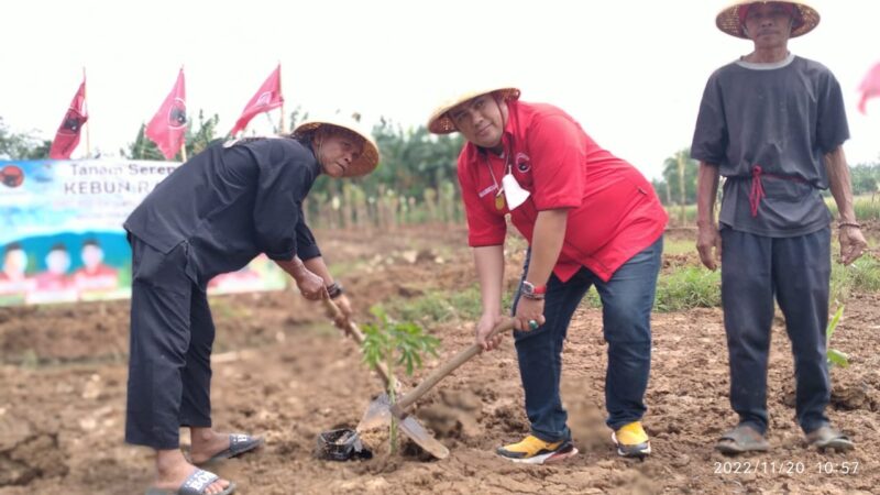 Foto: Tanam Serentak Kebun Rakyat PDIP se Jawa Barat untuk Perkuat Ketahanan Pangan