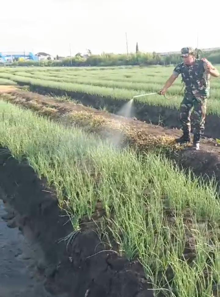 Bawang Jadi Subur : Babinsa Banjaranyar Bantu Petani Semprotkan Mikroba PA 63 Garuda 0713 Brebes