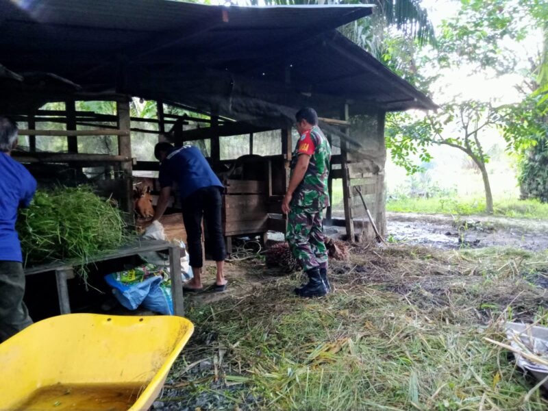 Babinsa Sungai Sapak Komsos Bersama Peternak Sapi