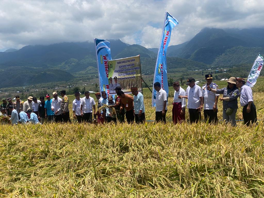 Pasiter 1612/Manggarai Dampingi Bupati Manggarai pada Panen Simbolis Padi Sawah dan Bantuan Benih Padi Inbrida