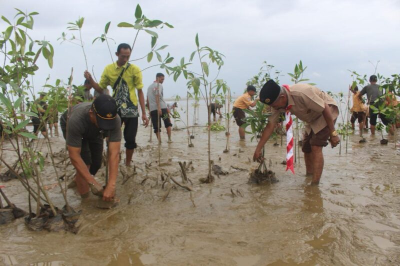 Kodim 1009/Tanah Laut Tanam Mangrove Di Pesisir Pantai Desa Pagatan Besar