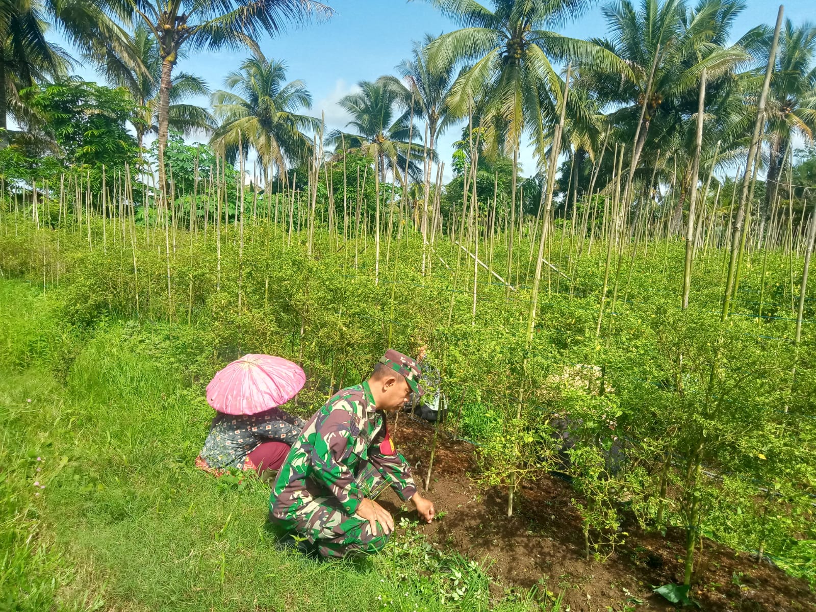 Serma Haris Fadillah Bantu Rawat Tanaman Cabe Warga Binaan