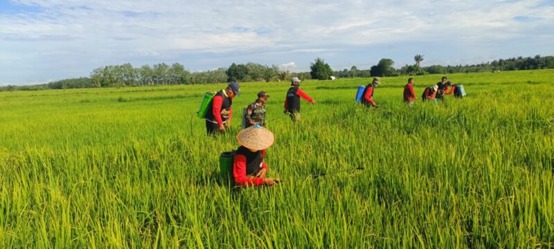 Bersama Petani, Babinsa Bantu Penyemprotan Hama Wereng