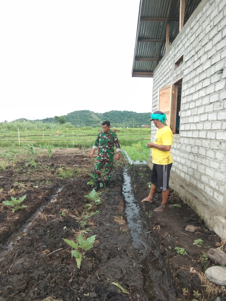 Babinsa Koramil 1612-06/Lembor, Serda Sebastian Mendampingi Penyemaian Bibit Sayur di Desa Tangge