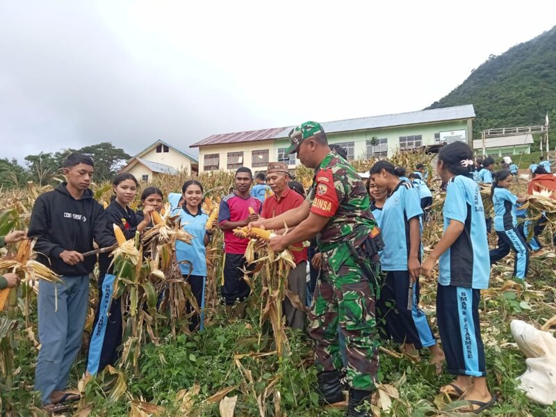 Babinsa Koramil 1612-07/Satar Mese Ikuti Kegiatan Panen Raya Jagung di SMAN 2 Satar Mese Langke Majok