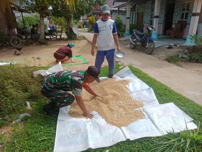 Perkuat Ketahanan Pangan, Babinsa Nibung Bantu Warga Jemur Padi Pasca Panen