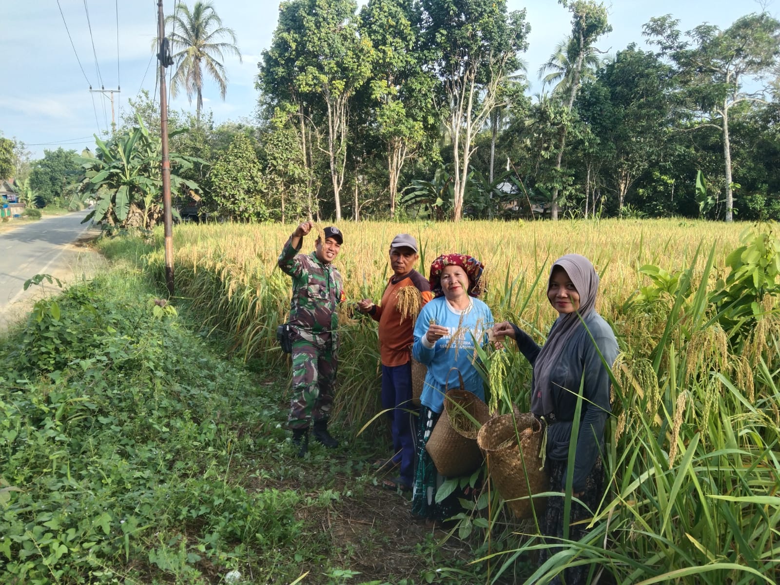 Babinsa Koramil Batu Benawa Bantu Petani Panen Padi Tugal