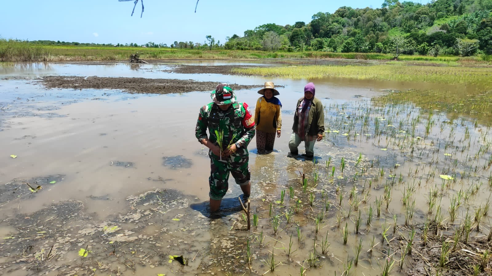Aktif Di Wilayah Personel Kodim 1009/Tanah Laut Masuk Sawah Bantu Petani Tanam Padi