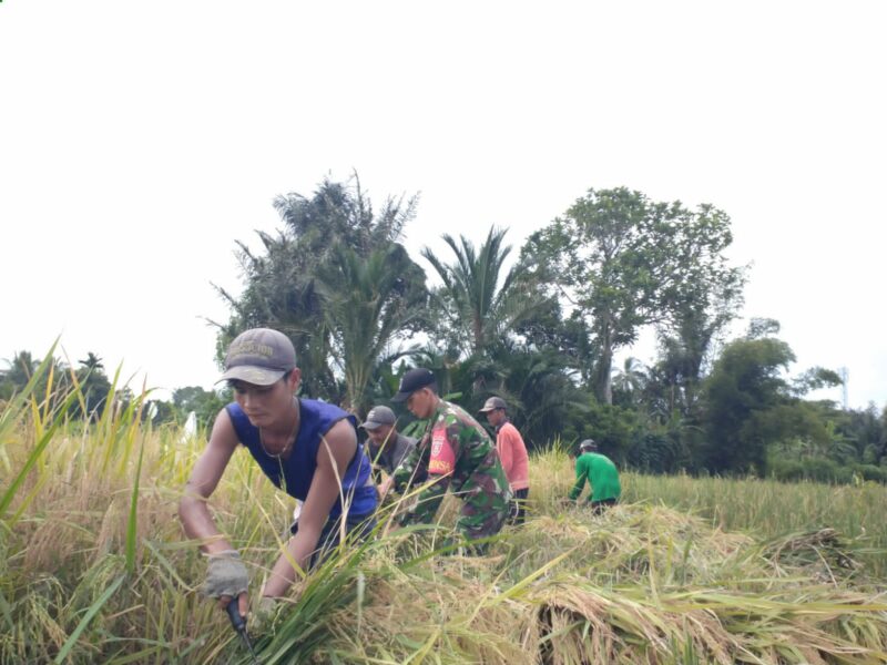 Babinsa Koramil 1002-06/Barabai Turun Ke Sawah Bantu Petani Panen Padi