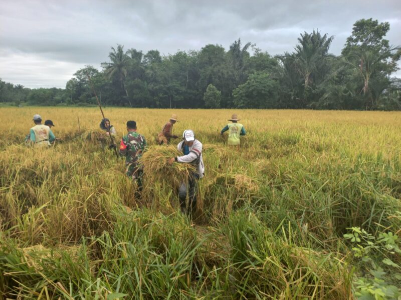 Babinsa Koramil 1002-06/Barabai Dampingi Petani Panen Raya Di Bakapas