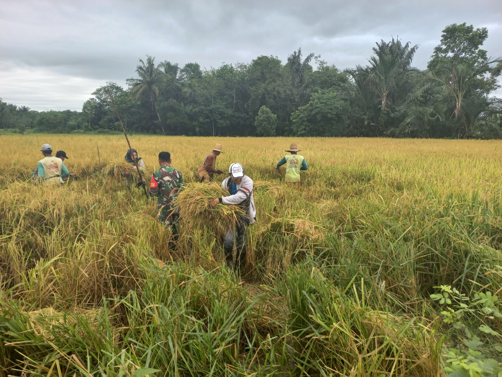 Babinsa Koramil 1002-06/Barabai Dampingi Petani Panen Raya Di Bakapas