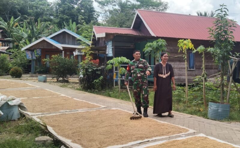 Komsos Di Desa Binaan, Serda Tajuddin Temui Warga Sedang Jemur Padi