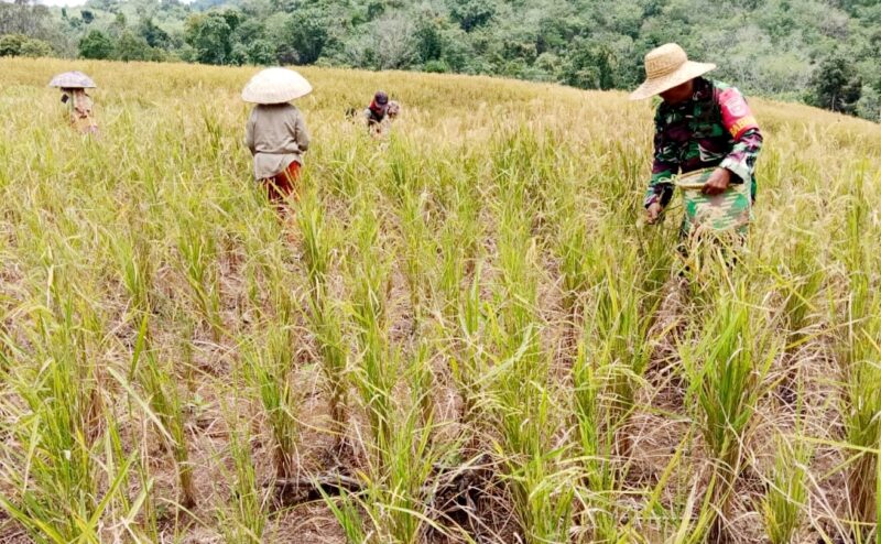 Dukung Suksesnya Ketahanan Pangan, Babinsa Turun Langsung ke Sawah Dampingi Petani