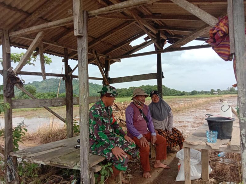 Pendampingan Kepada Petani Personel Kodim 1009/Tanah Laut Turun Ke Sawah Tanam Padi