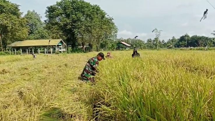 Turun Ke Sawah, Serda Slamet Hariyadi Bantu Warga Binaan Panen Padi