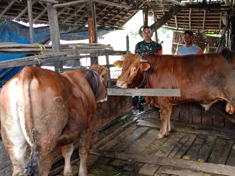 Komsos Dengan Peternak Sapi, Babinsa Koramil 08/Lau Ingatkan Pola Kebersihan Lingkungan dan Makan Sehat Untuk Hewan