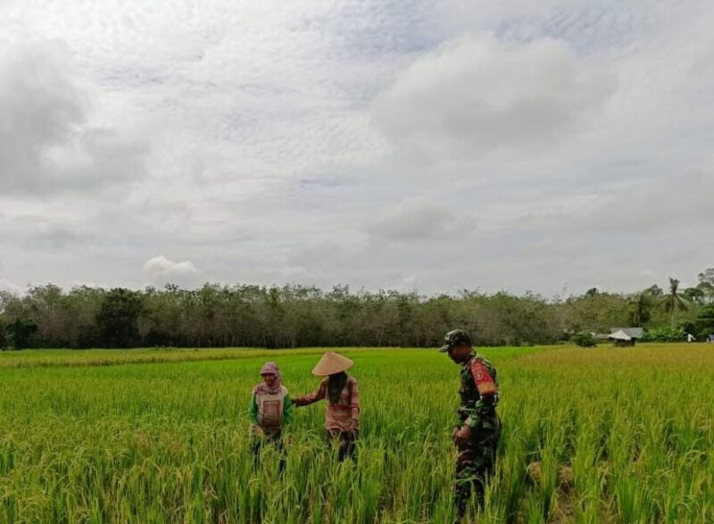 Babinsa Koramil 05/Kelua Melaksanakan Komsos Dengan Petani