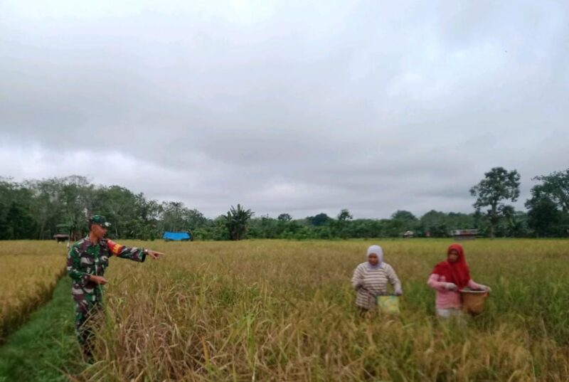 Dongkrak Produksi Hasil Panen, Babinsa Senantiasa Dampingi Kelompok Tani