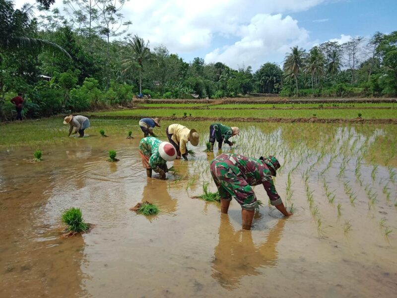 Hadirnya Personel Kodim 1009/Tanah Laut Menambah Semangat Petani Menanam Padi Disawah