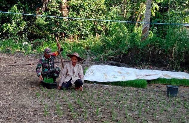 Wujud Kemanunggalan TNI-Rakyat, Babinsa Bantu Petani Tanam Padi