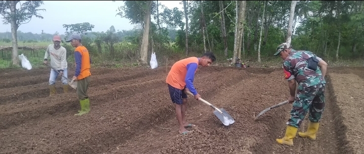 Bersama Poktan Bina Karya, Babinsa 04/Las Siapkan Bedengan Tanaman Cabe