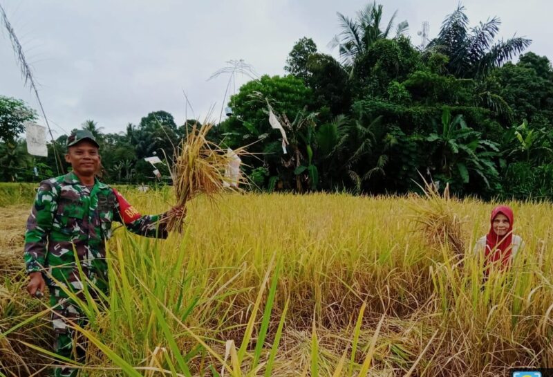 Pendampingan Pompanisasi Babinsa Koramil Tanta Kepada Petani