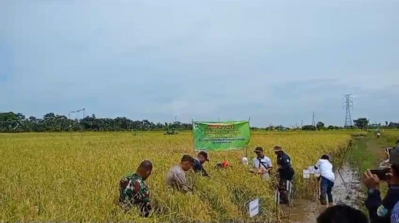 Dukung Pemerintah Dalam Ketahanan Pangan Personel Kodim 1009/Tanah Laut Hadiri Panen Raya Padi Di Desa Mekar Sari