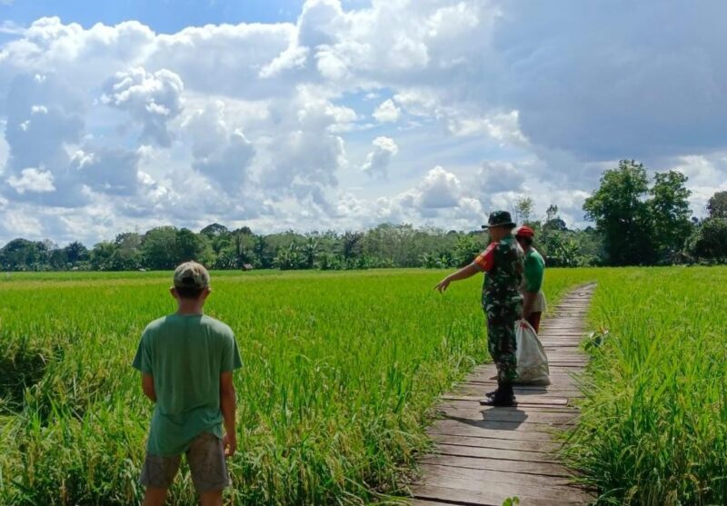 Upaya Hasil Panen Padi Maksimal, Babinsa Rutin Komsos Dengan Petani