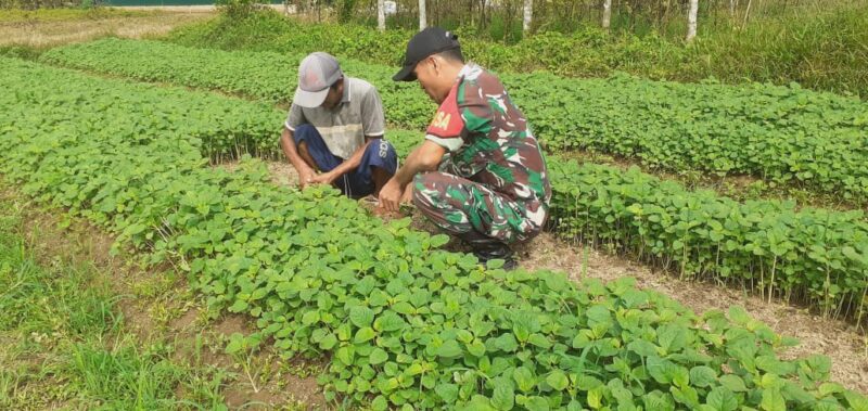 Babinsa Labuan Amas Selatan Dampingi Petani Panen Sayur