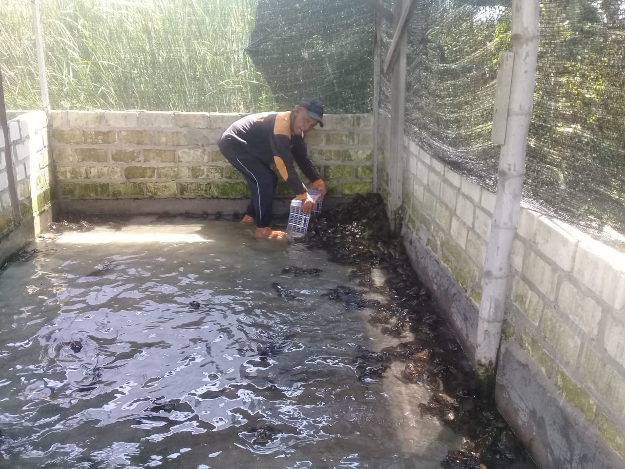 Geliat Wirausaha, Budidaya Bullfrog di Perbon Tuban Masuki Panen Raya