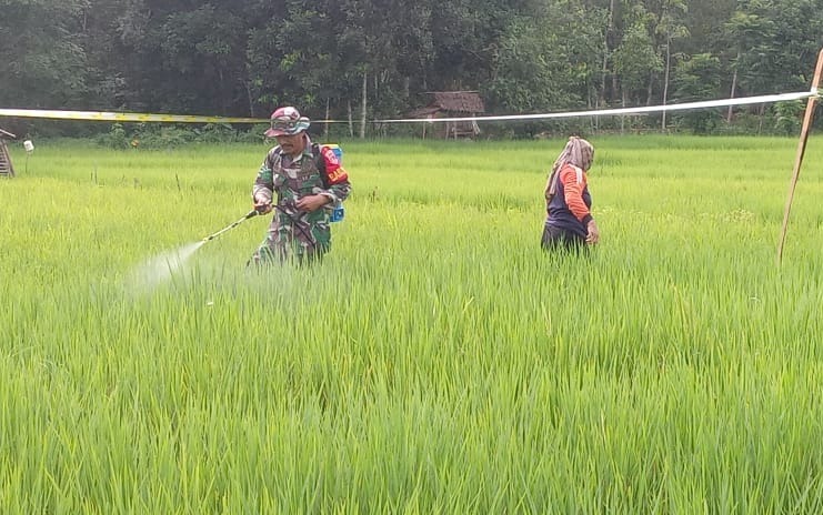 Babinsa Koramil 1002-07/Batu Benawa Turun ke Sawah, Dampingi Petani Semprot Tanaman Padi