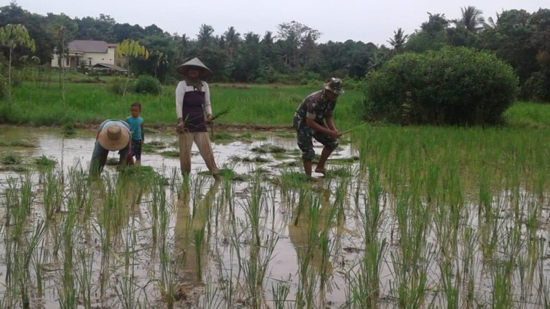 Mewujudkan Swasembada Pangan Nasional Personel Kodim 1009/Tla Terus Melaksanakan Pendampingan Kepada Petani Guna