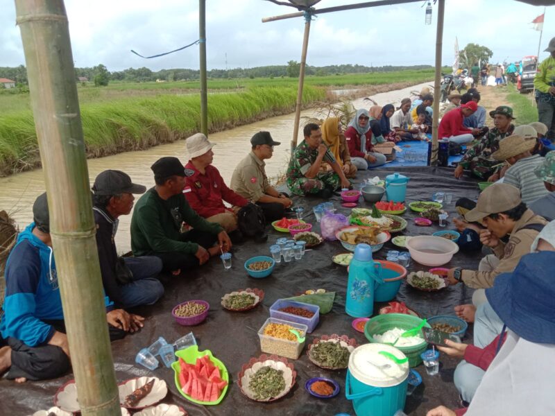 Personel Kodim 1009/Tanah Laut Hadiri Syukuran Panen Padi Bersama Kelompok Tani Bangun Bersama Dua