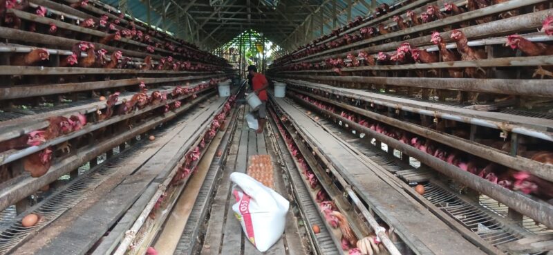 Jalin Hubungan Yang Baik, Babinsa Matang Terap Komsos Bersama Peternak Ayam Petelur