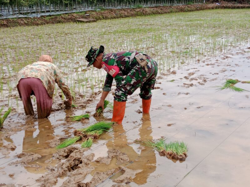 Swasembada Pangan: Babinsa Koramil 1002-02/Batang Alai Utara Dampingi Petani Tanam Padi