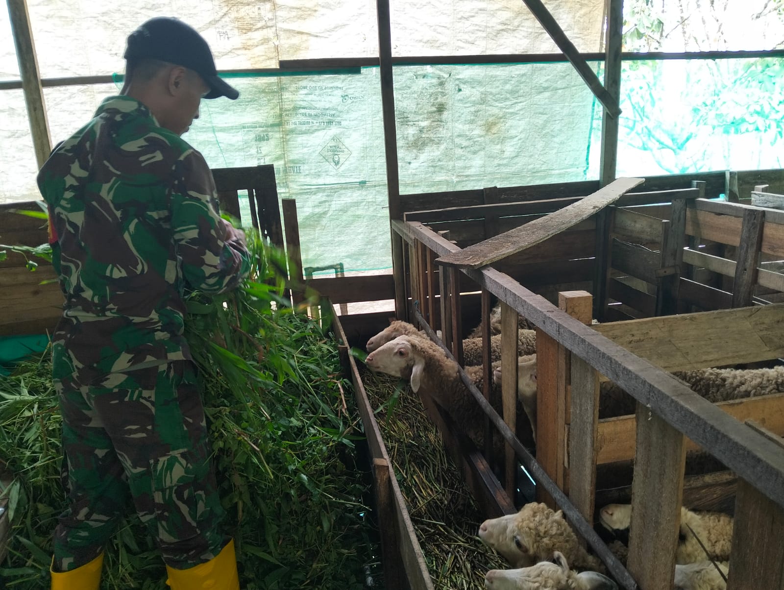 Sertu Edy Karyani Buktikan Sukses Beternak Kambing, Omzetnya Fantastis!