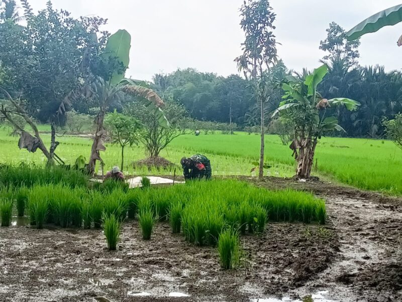 Program Ketahanan Pangan: Babinsa Dampingi Petani Cabut Semaian Padi Varietas Ceherang Super