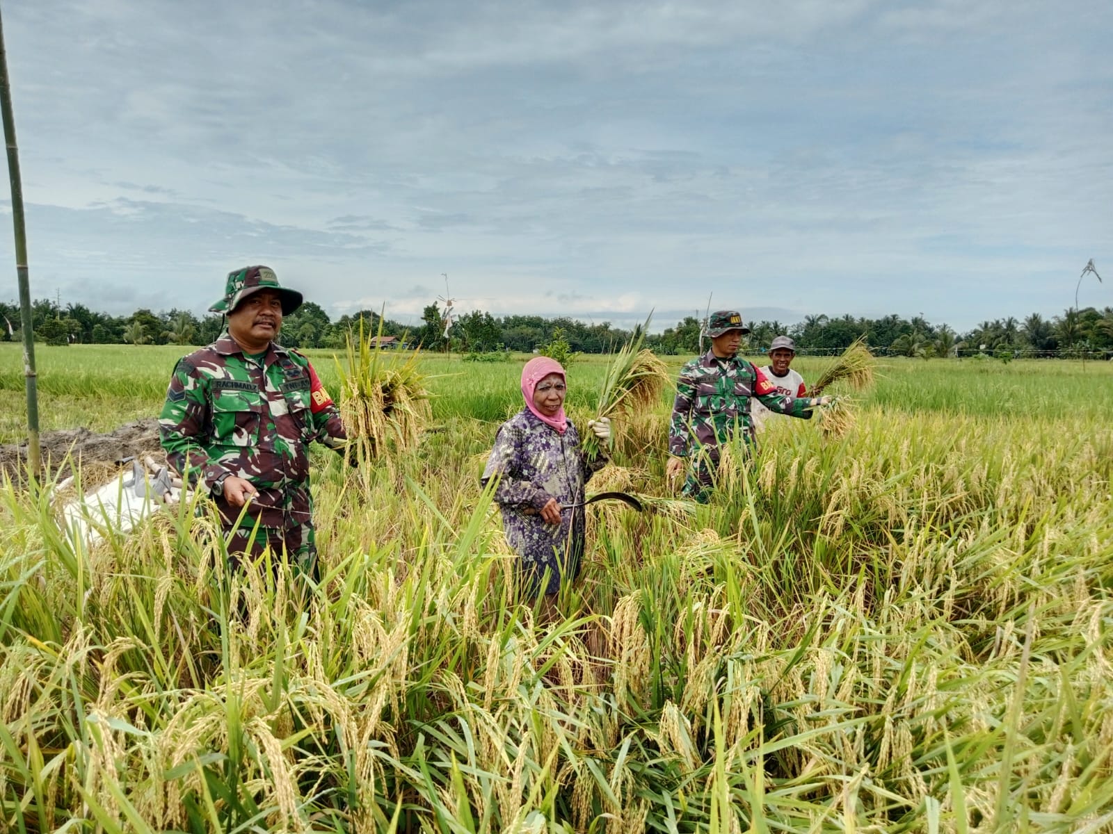 Babinsa Koramil 1002-01/BAS Dampingi Petani Panen Padi Ciherang di Desa Kias