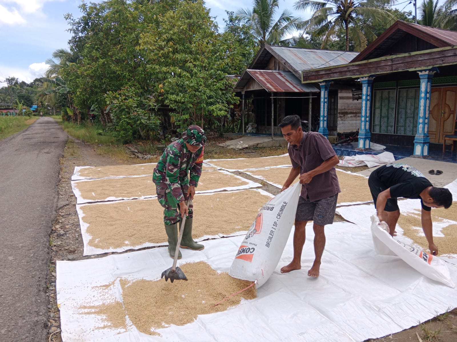 Babinsa Koramil 1002-08/Labuan Amas Utara Bantu Warga Jemur Padi, Dukung Ketahanan Pangan Nasional