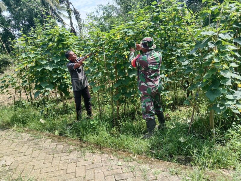 Sertu Sutoyo, Babinsa Haruyan, Bantu Petani Petik Mentimun di Desa Hapulang