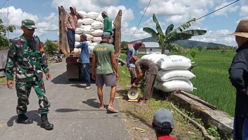 Pastikan Penyerapan Gabah Sesuai Harapan Pemerintah Personel Kodim 1009/Tla Bersama Bulog Turun Kelapangan