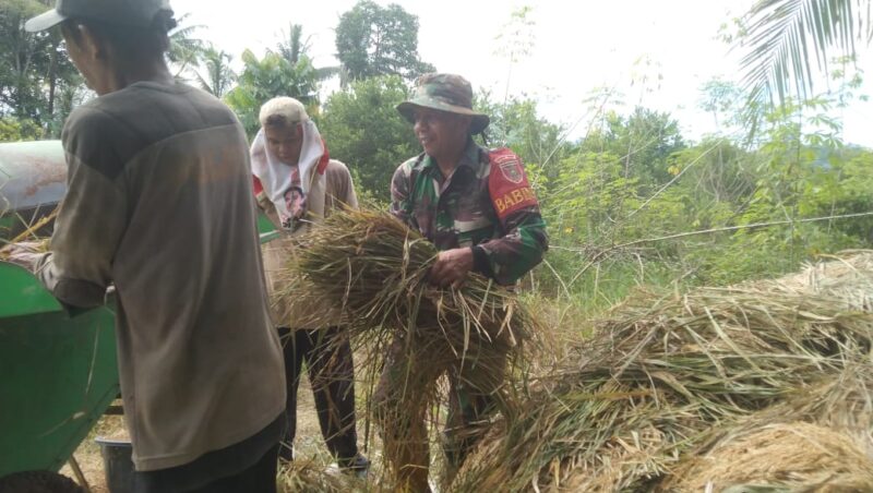 Panen Padi Meningkat, Petani Bersyukur Didampingi Babinsa di Bulan Ramadhan