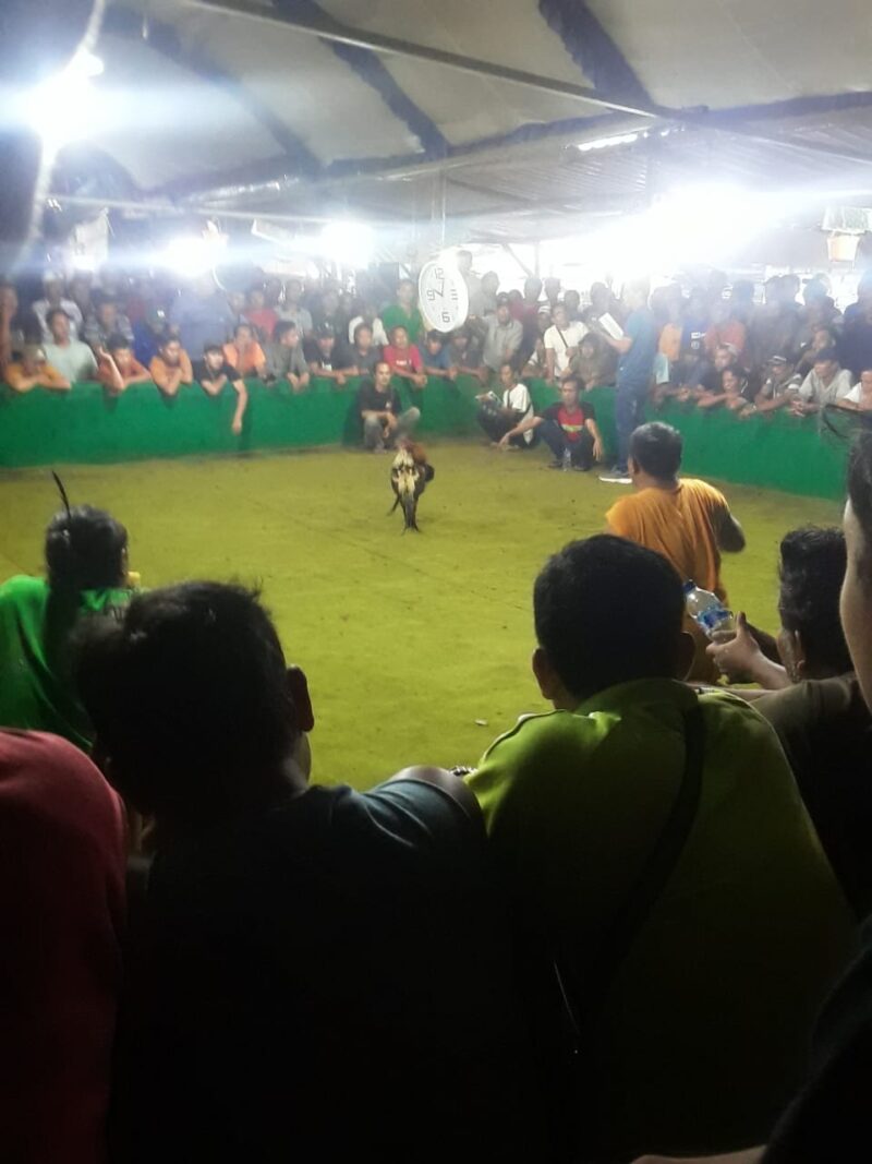KABAR: Judi Sabung Ayam di Tulungagung Masih Marak di Bulan Suci Ramadan, APH Dituduh Tutup Mata