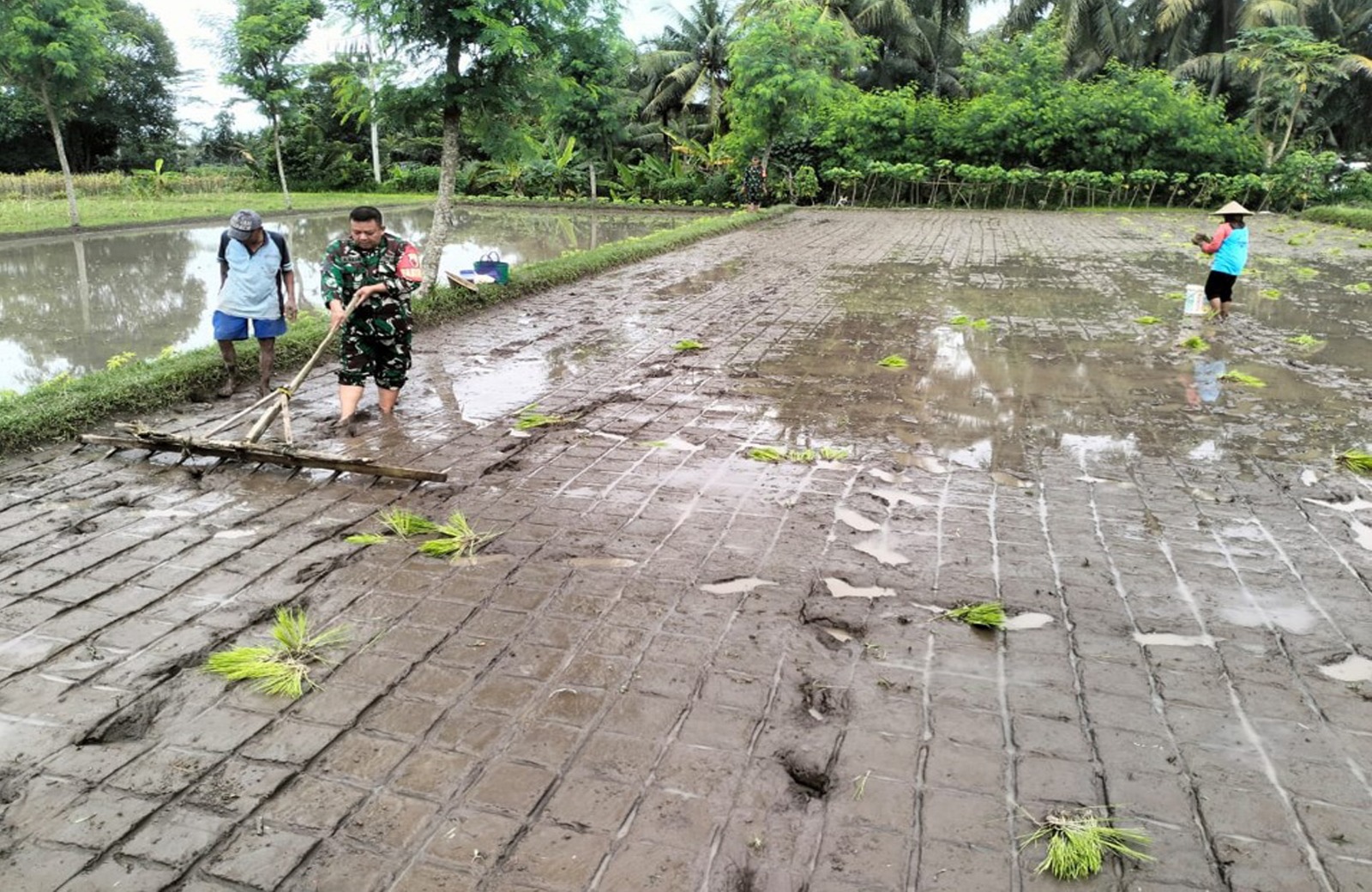 Babinsa Desa Penataran Dampingi Petani Tanam Padi di Dusun Sumberkecek