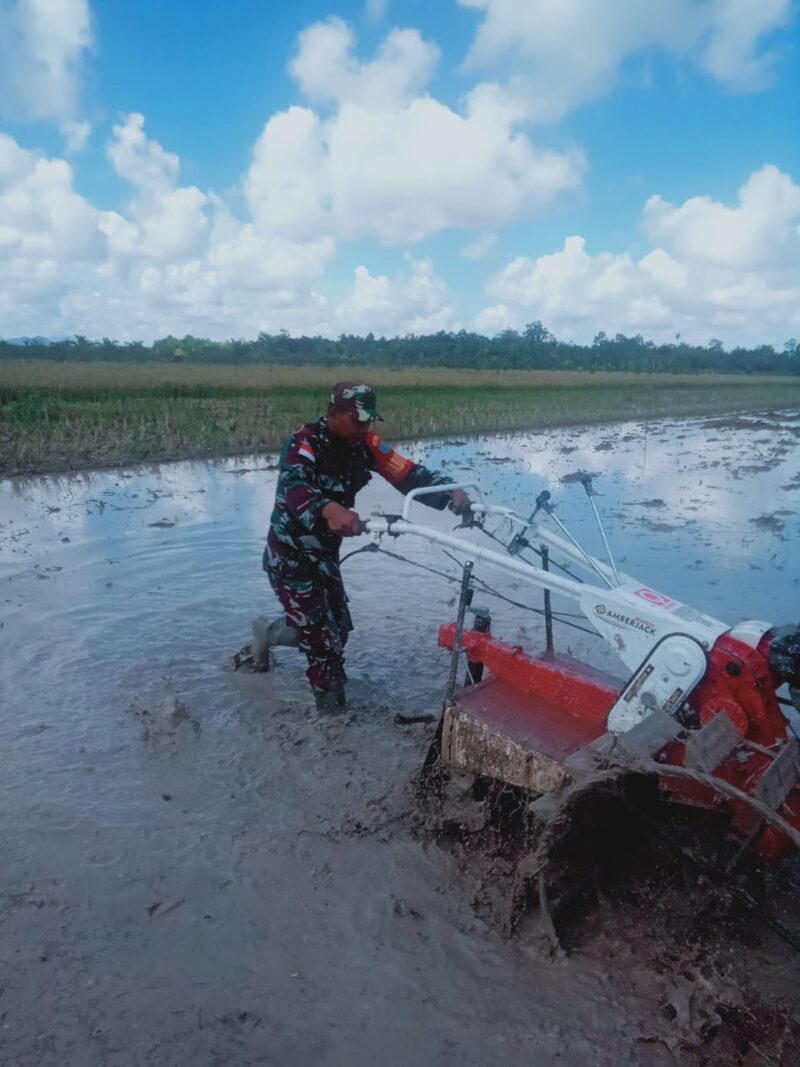 Babinsa Dampingi Gapoktan Praktek Lapangan Bajak Sawah Menggunakan Tractor