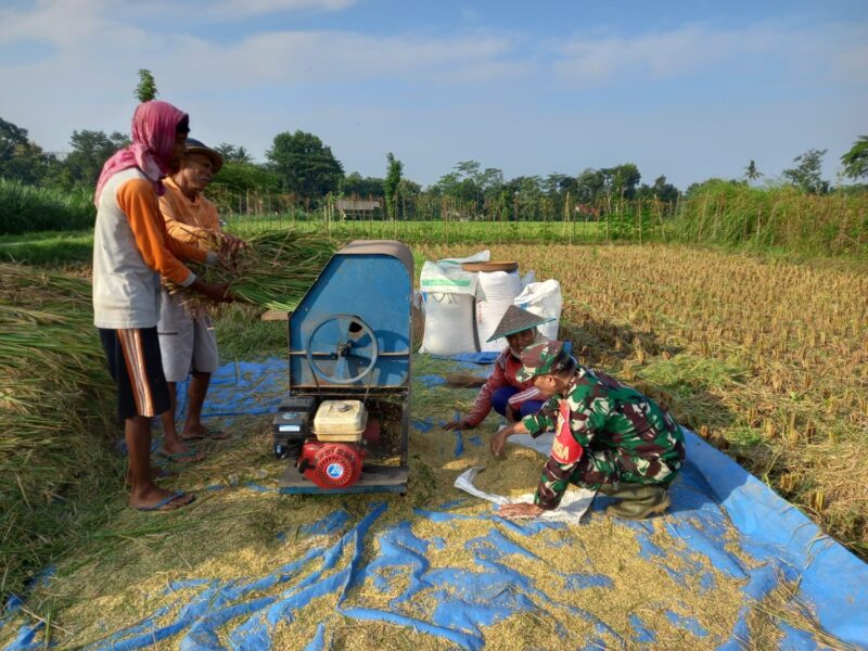 Sejuta Harapan di Sawah, Babinsa Desa Gledug Bantu Petani Panen Padi