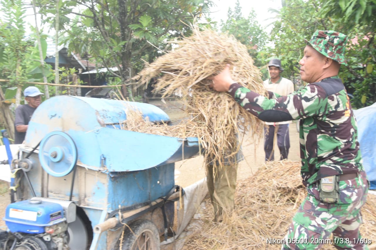 Tunjukkan Kepedulian, Anggota Satgas TMMD Bantu Warga Rontok Padi Sebelum Bekerja Haruyan, Hulu Sungai