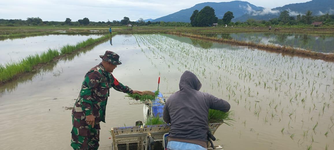 Turun Kesawah Personel, Kodim 1009/Tla Dampingi Petani Uji Coba Alat Tanam Padi