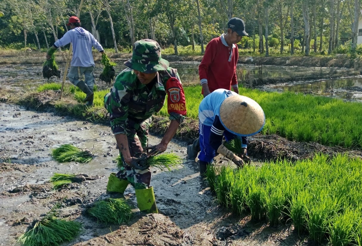 Babinsa Koramil, 1002-01/Batang Alai Selatan Dampingi Petani Tanam Padi di Desa Kapar